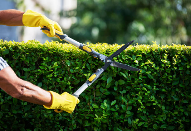 Trimming